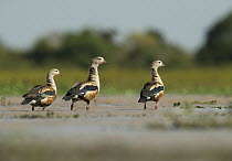 Orinoco Goose (Neochen jubata) trio, South America