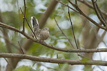 Scaled Dove (Columbina squammata), South America