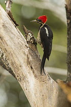 Lineated Woodpecker (Dryocopus lineatus), South America