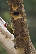 Spot-breasted Woodpecker (Colaptes punctigula) at nest cavity, South America