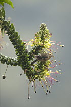 Cinereous Conebill (Conirostrum cinereum), South America