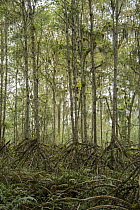 Mangrove (Rhizophora sp) trees, Cayapas Mataje Ecological Reserve, Ecuador