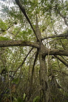 Mangrove (Rhizophora sp) aerial roots, Cayapas Mataje Ecological Reserve, Ecuador