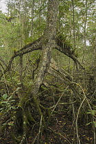 Mangrove (Rhizophora sp) aerial roots, Cayapas Mataje Ecological Reserve, Ecuador