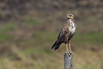 Savannah Hawk (Buteogallus meridionalis), South America