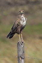 Savannah Hawk (Buteogallus meridionalis), South America