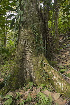 Rubber Tree (Hevea brasiliensis) trunk, South America