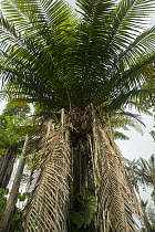 Tagua Palm (Phytelephas macrocarpa), South America