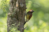 Crimson-mantled Woodpecker (Colaptes rivolii), South America