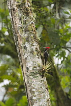 Guayaquil Woodpecker (Campephilus gayaquilensis), South America