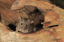 House Mouse (Mus musculus), Ellerstadt, Rhineland-Palatinate, Germany