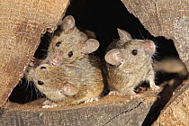 House Mouse (Mus musculus) trio, Ellerstadt, Rhineland-Palatinate, Germany