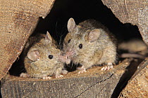 House Mouse (Mus musculus) pair smelling each other, Ellerstadt, Rhineland-Palatinate, Germany