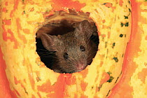 House Mouse (Mus musculus) in pumpkin, Ellerstadt, Rhineland-Palatinate, Germany