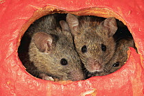 House Mouse (Mus musculus) trio in pumpkin, Ellerstadt, Rhineland-Palatinate, Germany