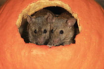 House Mouse (Mus musculus) pair in pumpkin, Ellerstadt, Rhineland-Palatinate, Germany