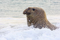 Southern Elephant Seal (Mirounga leonina) juvenile male in surf, Falkland Islands