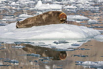 Bearded Seal (Erignathus barbatus) on ice floe with head dyed from high iron content in prey, Svalbard, Norway