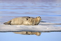 Bearded Seal (Erignathus barbatus) on ice floe, Svalbard, Norway