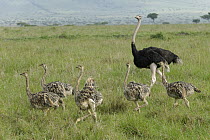 Ostrich (Struthio camelus) father with chicks, Masai Mara, Kenya