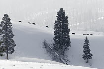 Gray Wolf (Canis lupus) pack on ridge in winter, Lamar Valley, Yellowstone National Park, Wyoming