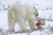 Polar Bear (Ursus maritimus) male feeding on cub he caught and killed from cub's mother, Manitoba, Canada
