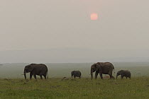 African Elephant (Loxodonta africana) mothers and calves in grassland at sunset, Masai Mara, Kenya