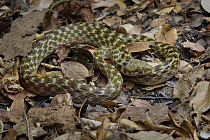 Malagasy Cat-eyed Snake (Madagascarophis colubrinus), Morondava, Madagascar