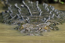 Saltwater Crocodile (Crocodylus porosus), Kinabatangan Wildlife Sanctuary, Sabah, Malaysia