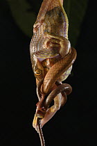 Black-headed Cat Snake (Boiga nigriceps) swallowing alive Harlequin Flying Tree Frog (Rhacophorus pardalis) prey, Kubah National Park, Sarawak, Malaysia, sequence 1 of 4