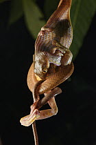 Black-headed Cat Snake (Boiga nigriceps) swallowing alive Harlequin Flying Tree Frog (Rhacophorus pardalis) prey, Kubah National Park, Sarawak, Malaysia, sequence 2 of 4