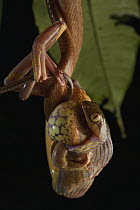 Black-headed Cat Snake (Boiga nigriceps) swallowing alive Harlequin Flying Tree Frog (Rhacophorus pardalis) prey, Kubah National Park, Sarawak, Malaysia, sequence 3 of 4