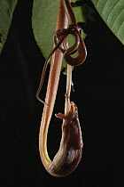 Black-headed Cat Snake (Boiga nigriceps) swallowing alive Harlequin Flying Tree Frog (Rhacophorus pardalis) prey, Kubah National Park, Sarawak, Malaysia, sequence 4 of 4
