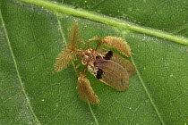 Assassin Bug (Ptilocerus sp), Sarawak, Malaysia