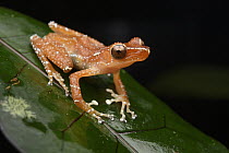 Painted Indonesian Treefrog (Nyctixalus pictus), Lundu, Sarawak, Malaysia