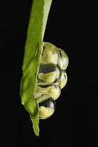 White-eared Treefrog (Rhacophorus kajau) eggs on leaf, Sarawak, Malaysia