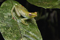 Jade Treefrog (Rhacophorus dulitensis), Ulu Temburong National Park, Brunei