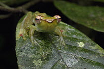 Jade Treefrog (Rhacophorus dulitensis), Ulu Temburong National Park, Brunei