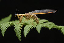 Mantis Fly (Mantispidae), Pulong Tau National Park, Sarawak, Malaysia