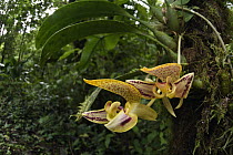 Orchid (Bulbophyllum dearei) flowers in rainforest, Kinabalu National Park, Sabah, Malaysia