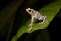 Bornean Tree-hole Frog (Metaphrynella sundana) male, Mulu National Park, Sarawak, Malaysia