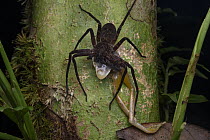 Giant Crab Spider (Sparassidae) feeding on tree frog prey, Digul River, Papua, Indonesia
