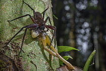 Giant Crab Spider (Sparassidae) feeding on tree frog prey, Digul River, Papua, Indonesia