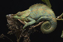Blue-legged Chameleon (Calumma crypticum), Ranomafana National Park, Madagascar