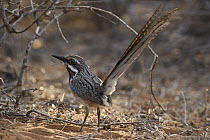 Long-tailed Ground-Roller (Uratelornis chimaera), Mangily, Madagascar