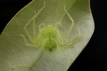Huntsman Spider (Chrosioderma sp) female guarding eggs on leaf underside, Andasibe, Madagascar