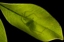 Huntsman Spider (Chrosioderma sp) female guarding eggs on leaf underside, Andasibe, Madagascar
