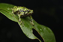 Burrowing Frog (Scaphiophryne spinosa), Ranomafana National Park, Madagascar