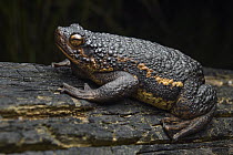 Toad (Pseudobufo subasper), Nanga Pinoh, West Kalimantan, Indonesia