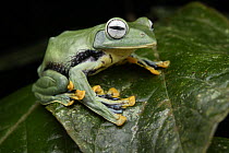 Bornean Smaller Flying Frog (Rhacophorus borneensis), Kubah National Park, Sarawak, Malaysia
